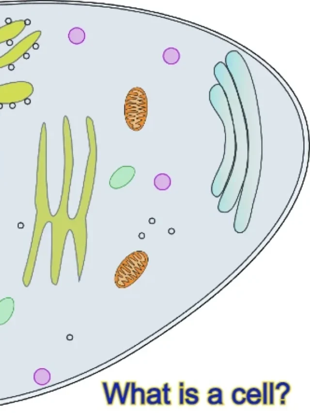 Golgi complex | Definition, Structure, Function, Discover,