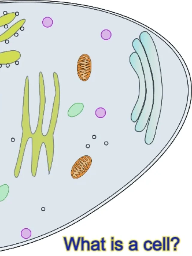 What is the cell theory, endoplasmic reticulum