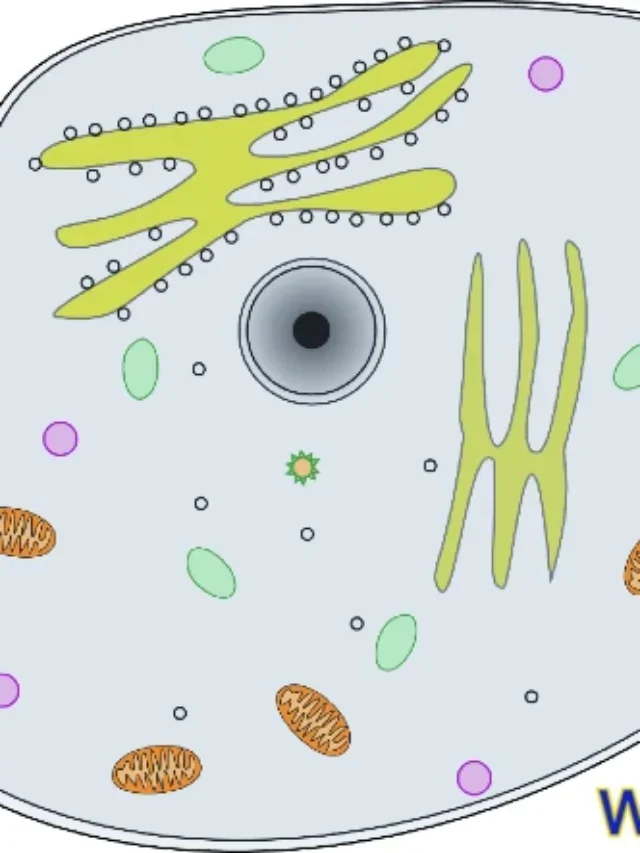 Endoplasmic reticulum | Definition, Types, Discover, Structure, Function