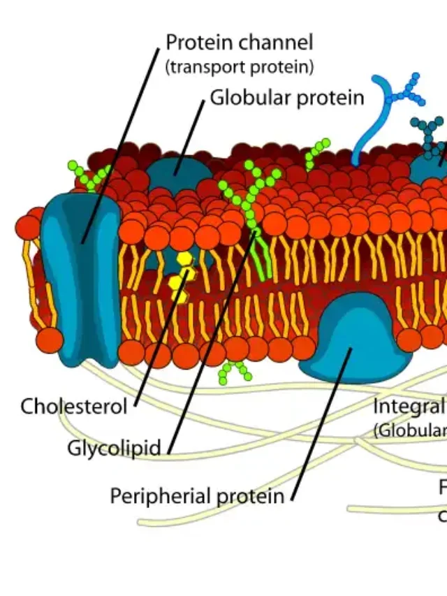 Plasma membrane | Definition, Structure, Functions, Composition