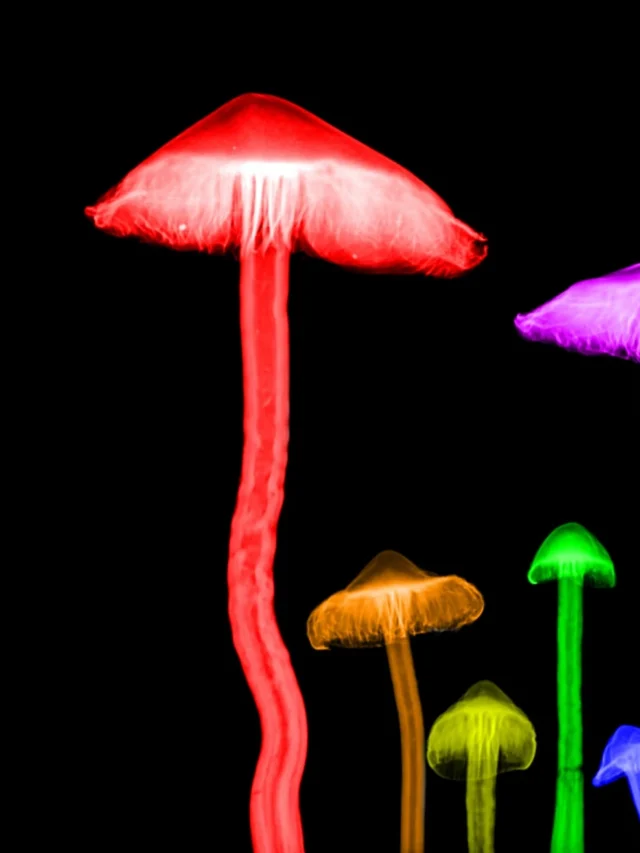 kingdom fungi