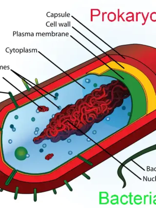 What Is A Prokaryotic Cell? Know More