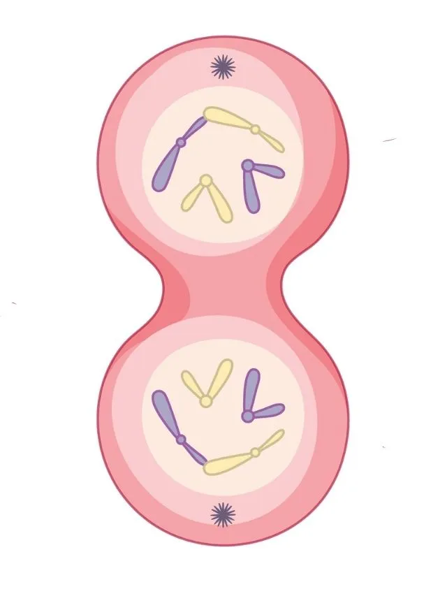 what is mitosis