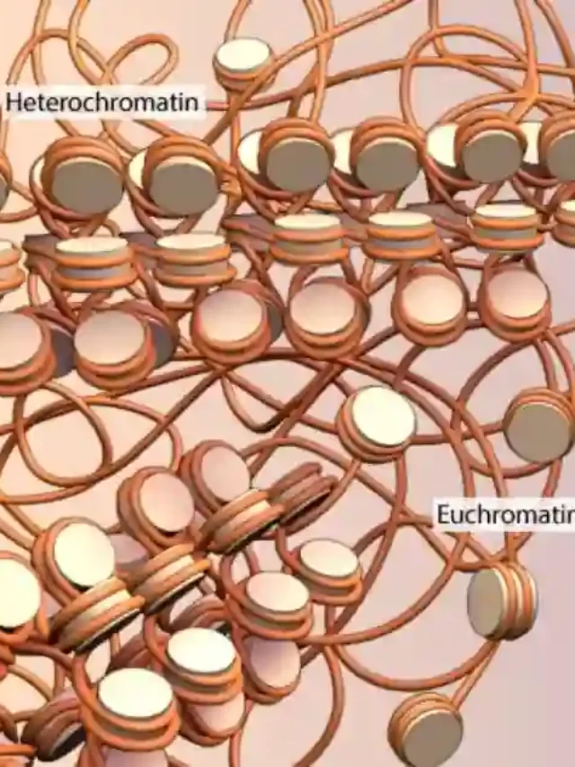 heterochromatin vs euchromatin