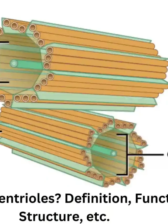 what are centrioles