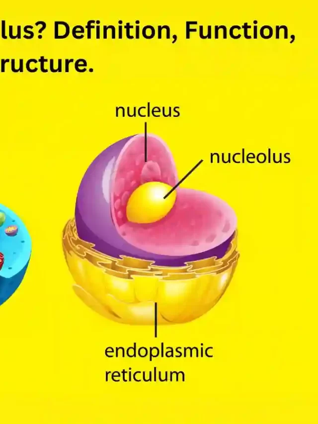 What is the function of nucleolus