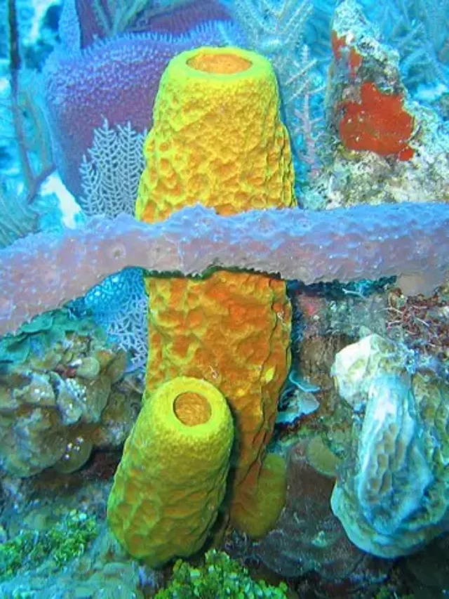 phylum porifera