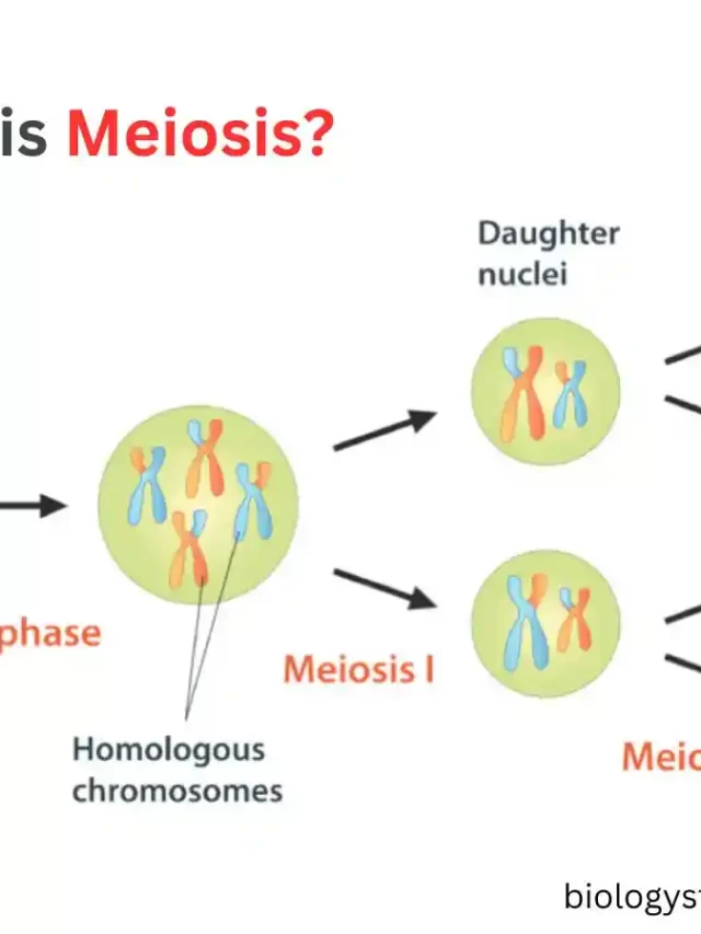 What is Meiosis? Meiotic Division,