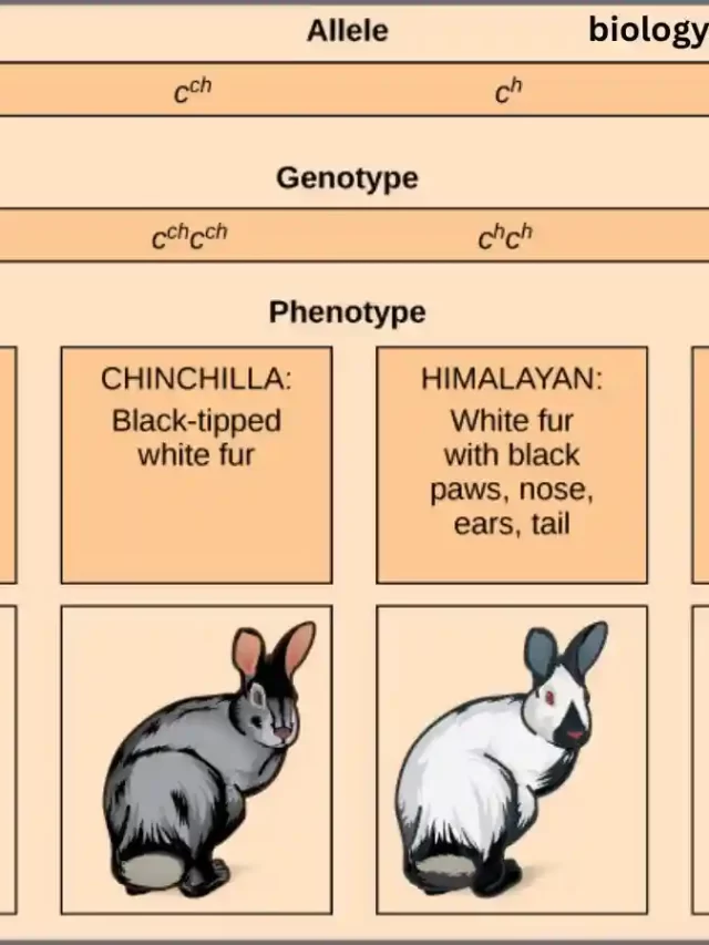 what are multiple alleles