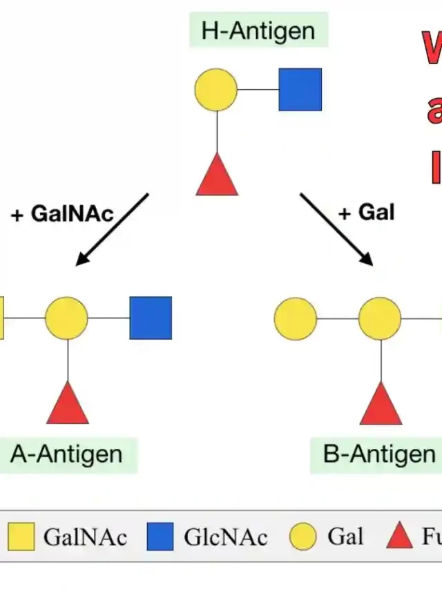 what is the h antigen