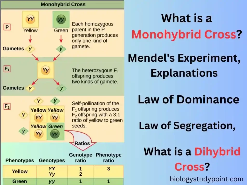 what is a Monohybrid cross