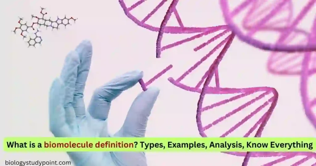 What is a biomolecule definition?