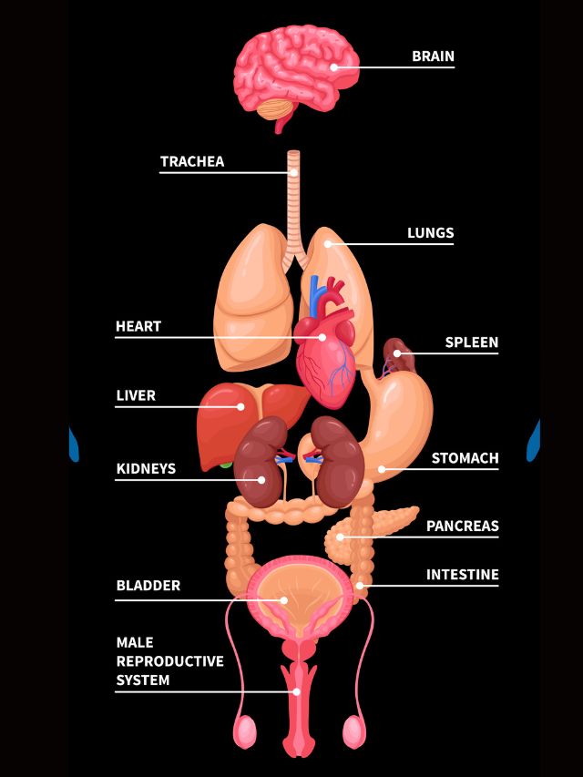 Hormone & body internal part