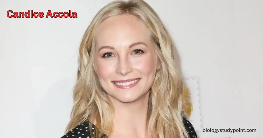 Candice Accola net worth