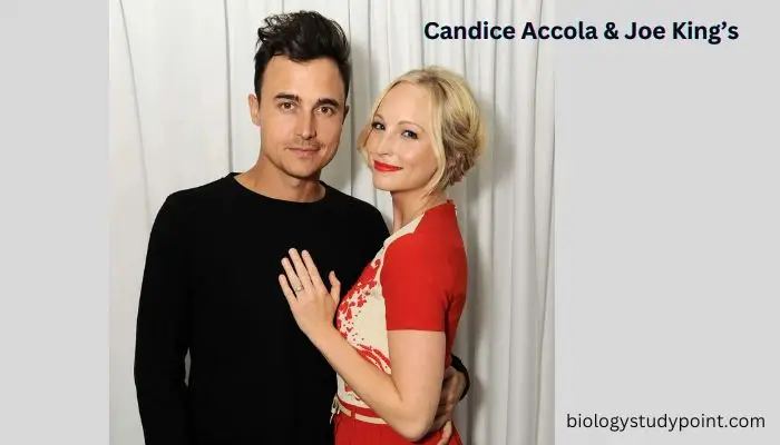 Candice Accola net worth