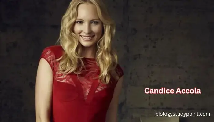 Candice Accola net worth